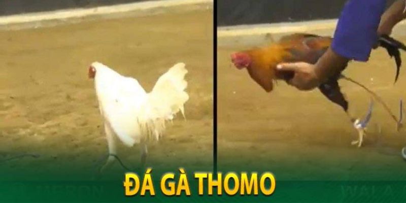 Các loại kèo trong đá gà thomo cơ bản nhất tại KO66