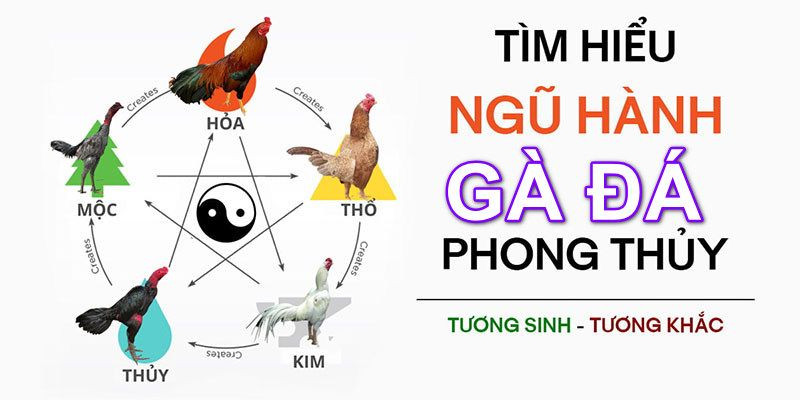 Màu mạng đá gà vàng theo quy luật sinh – tử